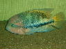 Vieja sp.