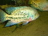 Vieja bifasciata