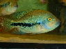 Vieja guttulatum