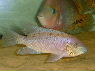 Theraps lentiginosus