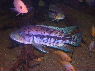 Nandopsis dovii MALE