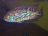 Chuco microphthalmus