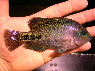Vieja melanurus