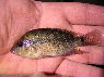 Amphilophus calobrense