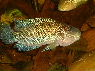 Nandopsis octofasciatus