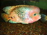 Vieja synspila