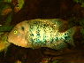 Vieja fenestrata