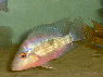 Amphilophus longimanus popenoei