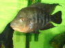Amphilophus citrinellus