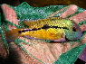 Copora nicaraguense BLUE