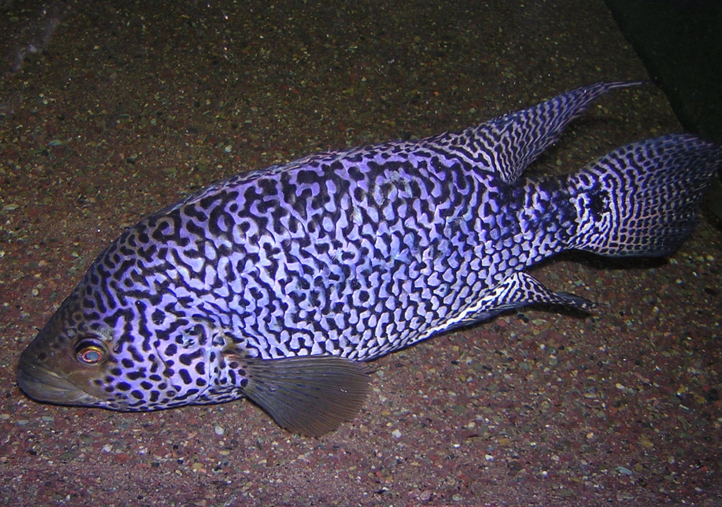 Nandopsis managuense