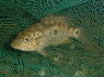 Nandopsis tetracanthus