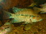 Amphilophus robertsoni