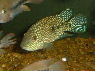 Herichthys carpintis