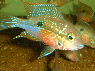 Thorichthys ellioti