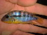 Thorichthys affinis