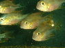 Thorichthys aureus