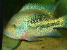 Vieja bifasciata