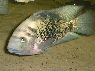 Vieja heterospila