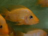 Amphilophus labiatus