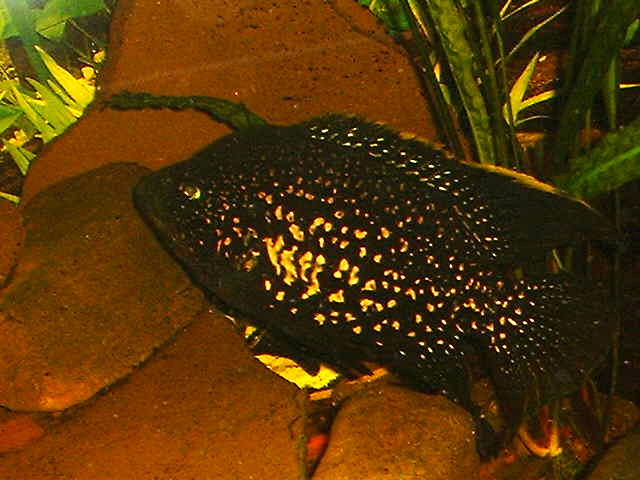 Paratilapia bleekeri