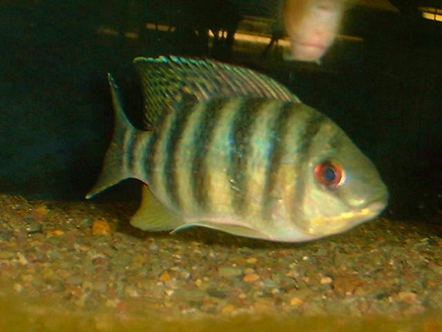 Tilapia zillii