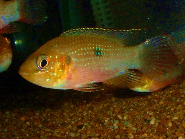 Hemichromis stellifer Congo