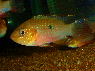 Hemichromis stellifer 