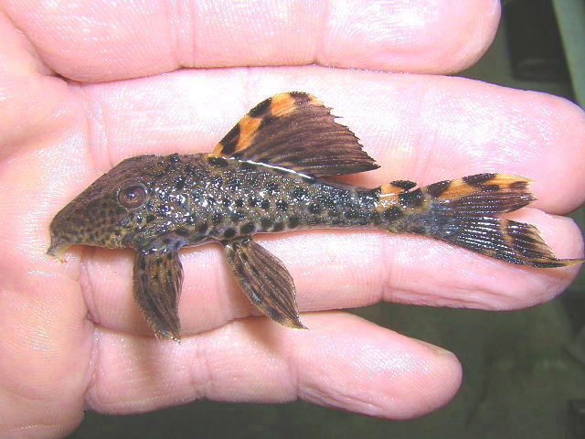 L 91 Leporacanthicus triactis