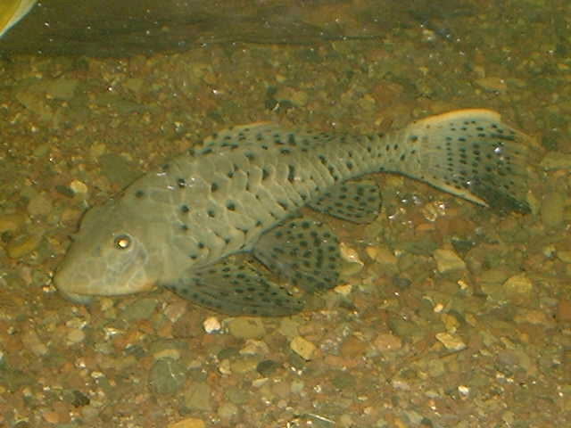 L95 Pseudorhinelepis pellegrini