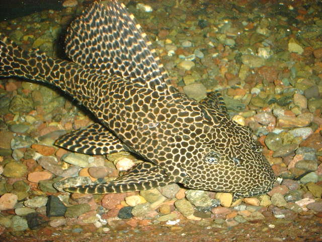 L 165 