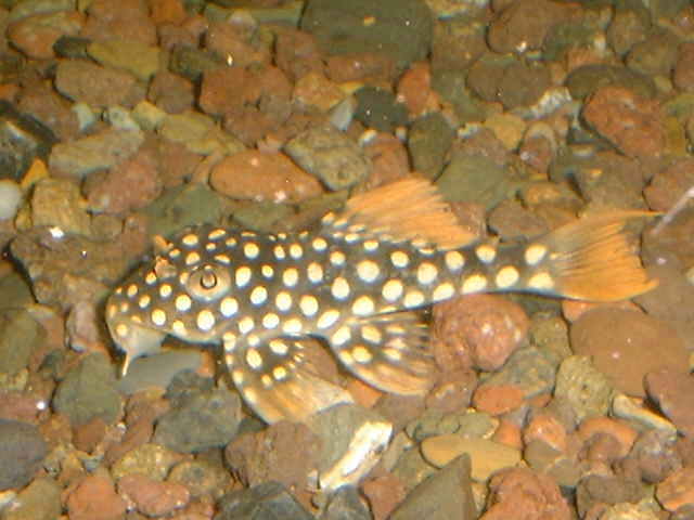 L 14 