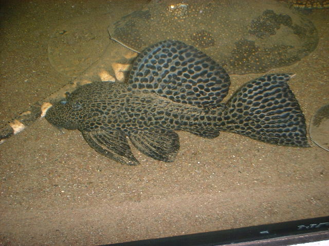 L 113 Megalancistrus parananus