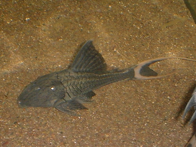 L 90 Panaque sp. PAPA