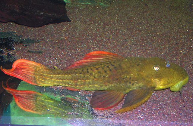 L 24 Pseudacanthicus sp.
