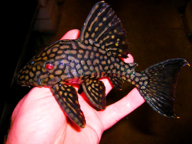 L 330 Panaque sp.