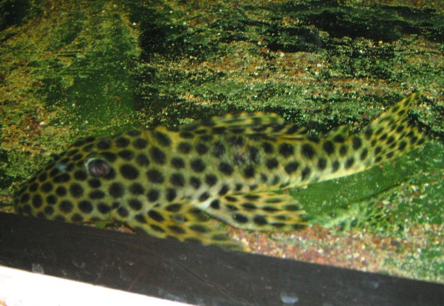 L 233 Hypostomus mutucae