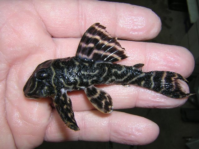 L 340 Hypancistrus sp.