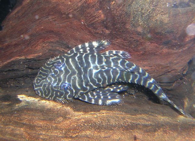 L 257 Pseudolithoxus tigris