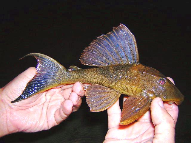 L 242 Hypostomus rhantos