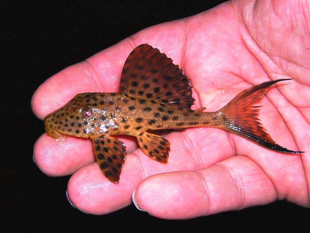 L 166 Hypostomus carinatus