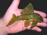 L 200 Hemiancistrus subviridis