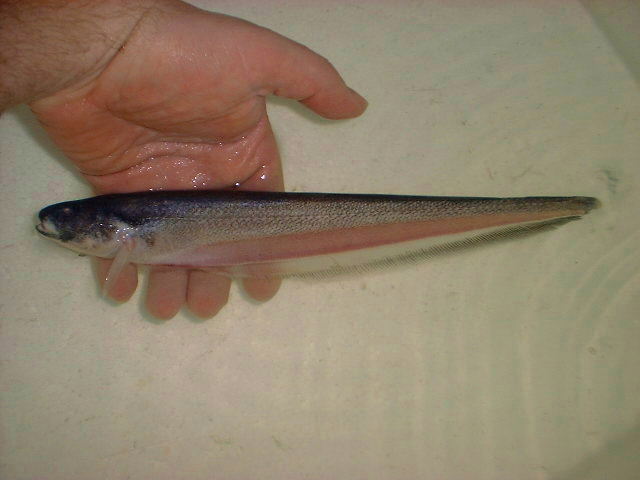 Sternachella sp. Chaney