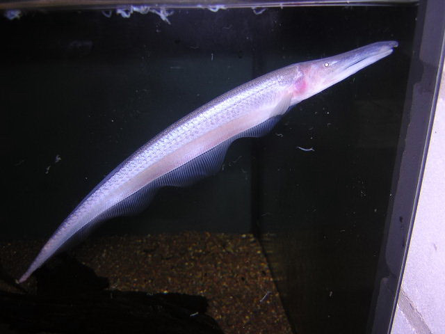 Bildergalerie Compsaraia compsa