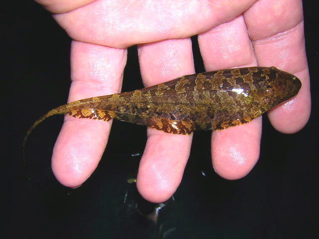 Bildergalerie Steatogenys duidae