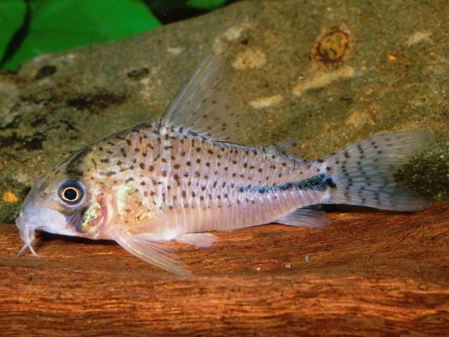 Corydoras sp. Yavari