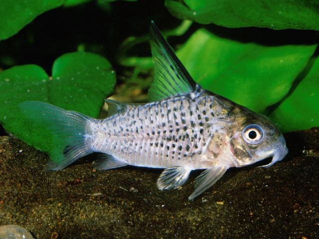 Corydoras armatus