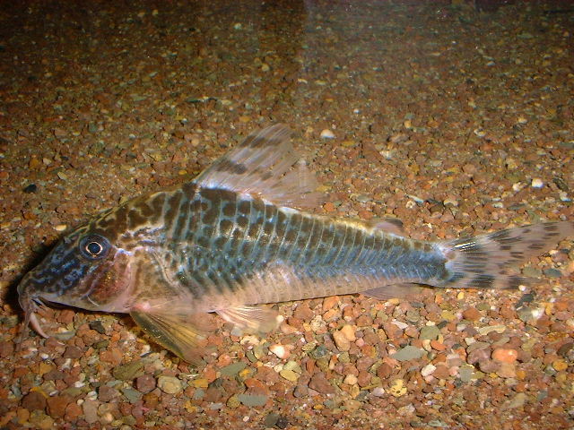 Corydoras cf. semiaquilus Black Peru