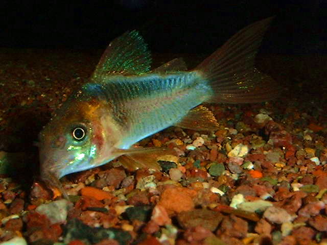 Corydoras rabauti