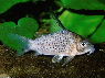 Corydoras armatus